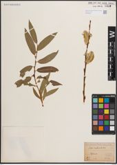 Foto von Salix daphnoides Vill.